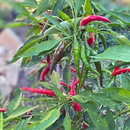 Bed & Breakfast Borgo Incoronata