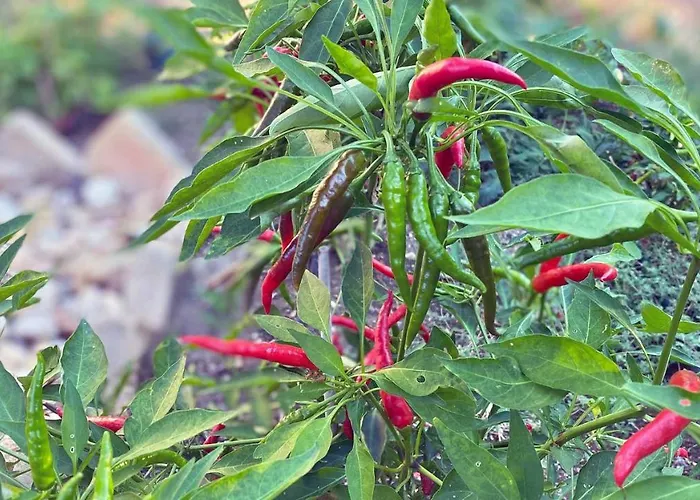 Nocleg ze śniadaniem Borgo Incoronata